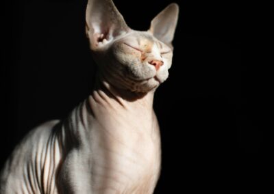 Sphynx $3000