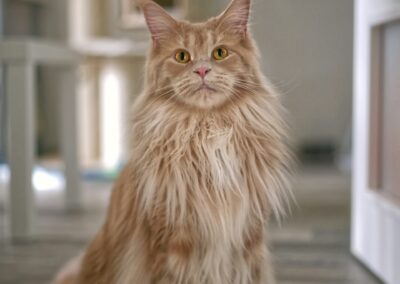 Maine Coon $900