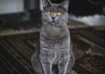 British Shorthair $800